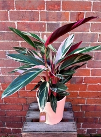 Calathea Triostar