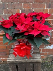 Large Christmas Poinsettia