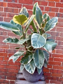 Ficus Tineke