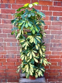 Schefflera