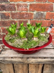 White Hyacinth Planter